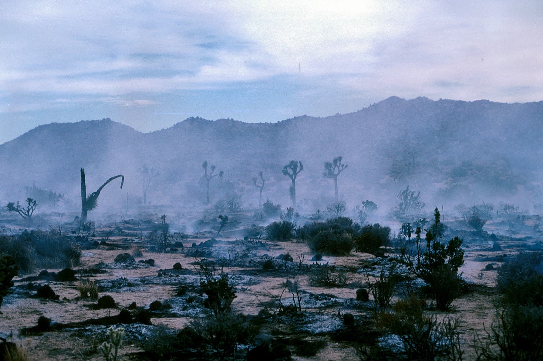 Post-wildfire landscape showing burned terrain and vegetation